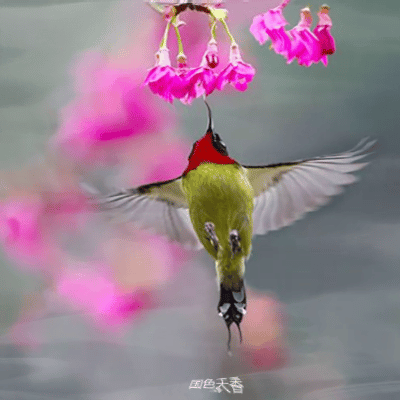 【中国长江文学社】名家名诵《家乡美》/作者卢进国/诵读雯煜/制作/宋梅【第5264期】（图2）