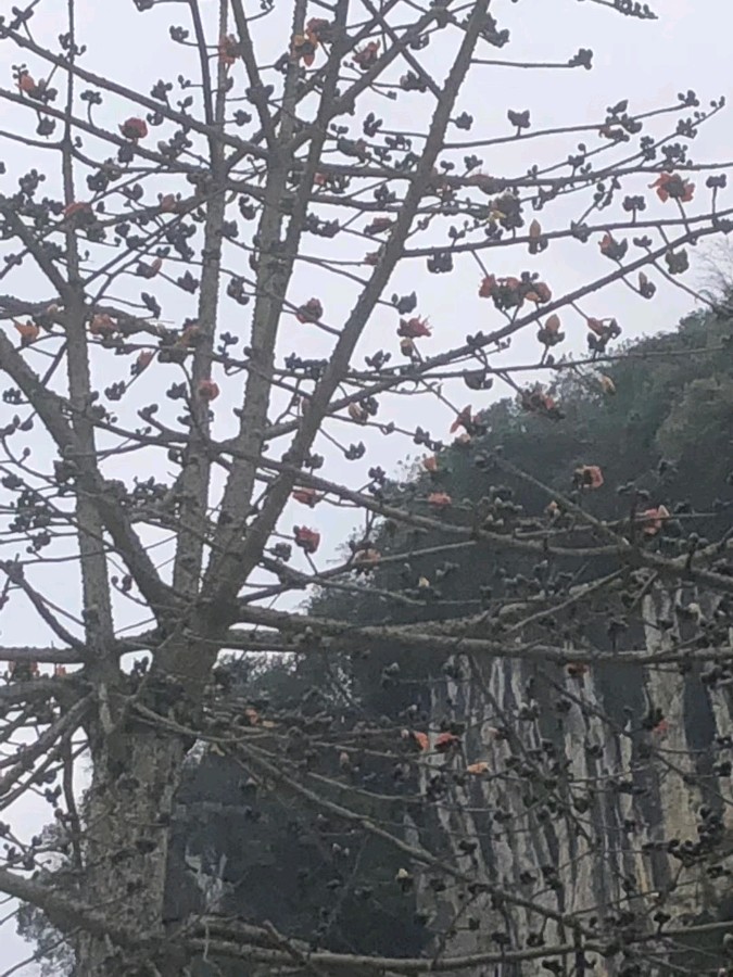 【中华诗艺黑龙江分社】推介/王立波游记散文:寄语木棉花（图5）