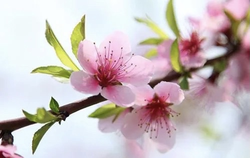 【新诗大观】桃花||文/王春魁（图2）