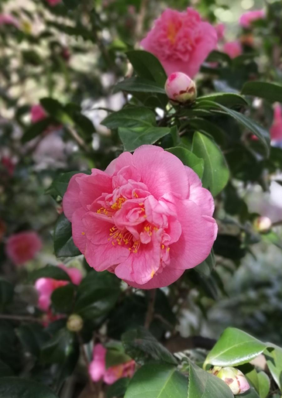 七律 早春（外三首）文／张昕（图3）