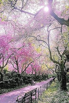 培芬朗诵【你美成了一树花开】作者/竹园清风（图6）