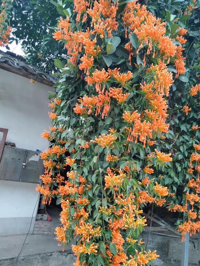 炮仗花（图3）