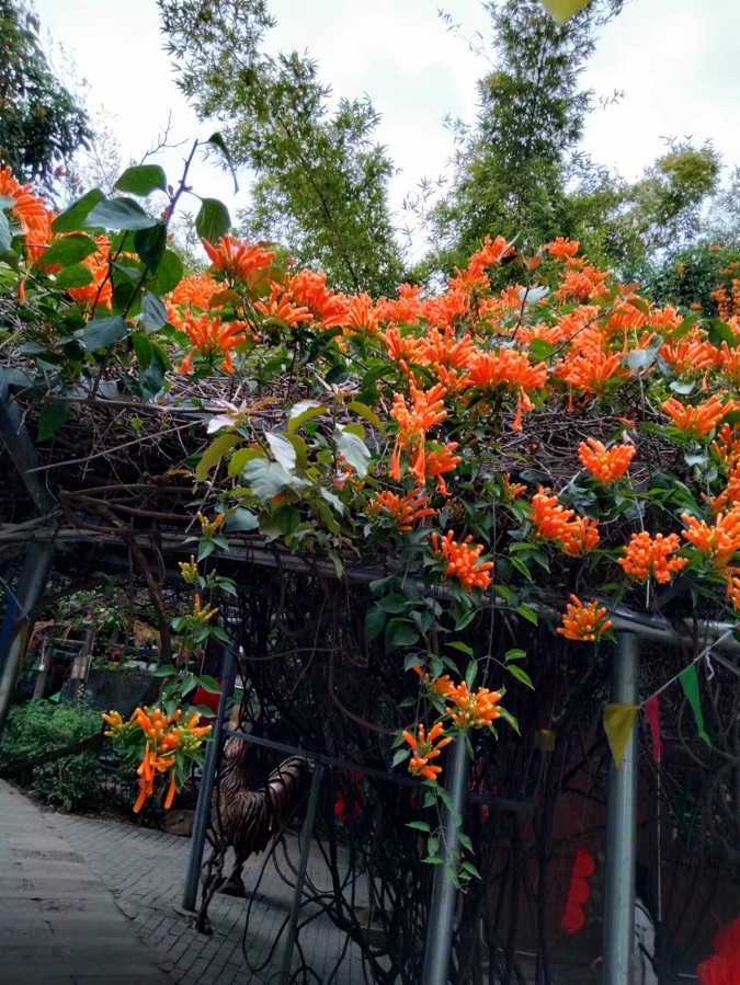 炮仗花（图6）