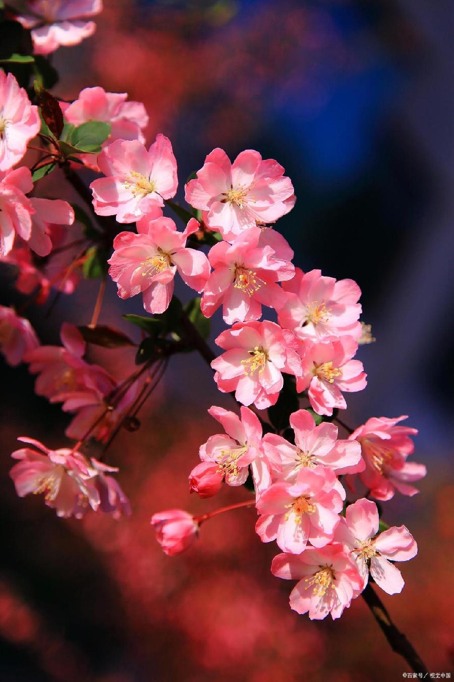 高虹朗诵【享天伦乐今生】作者/王胜利（图6）