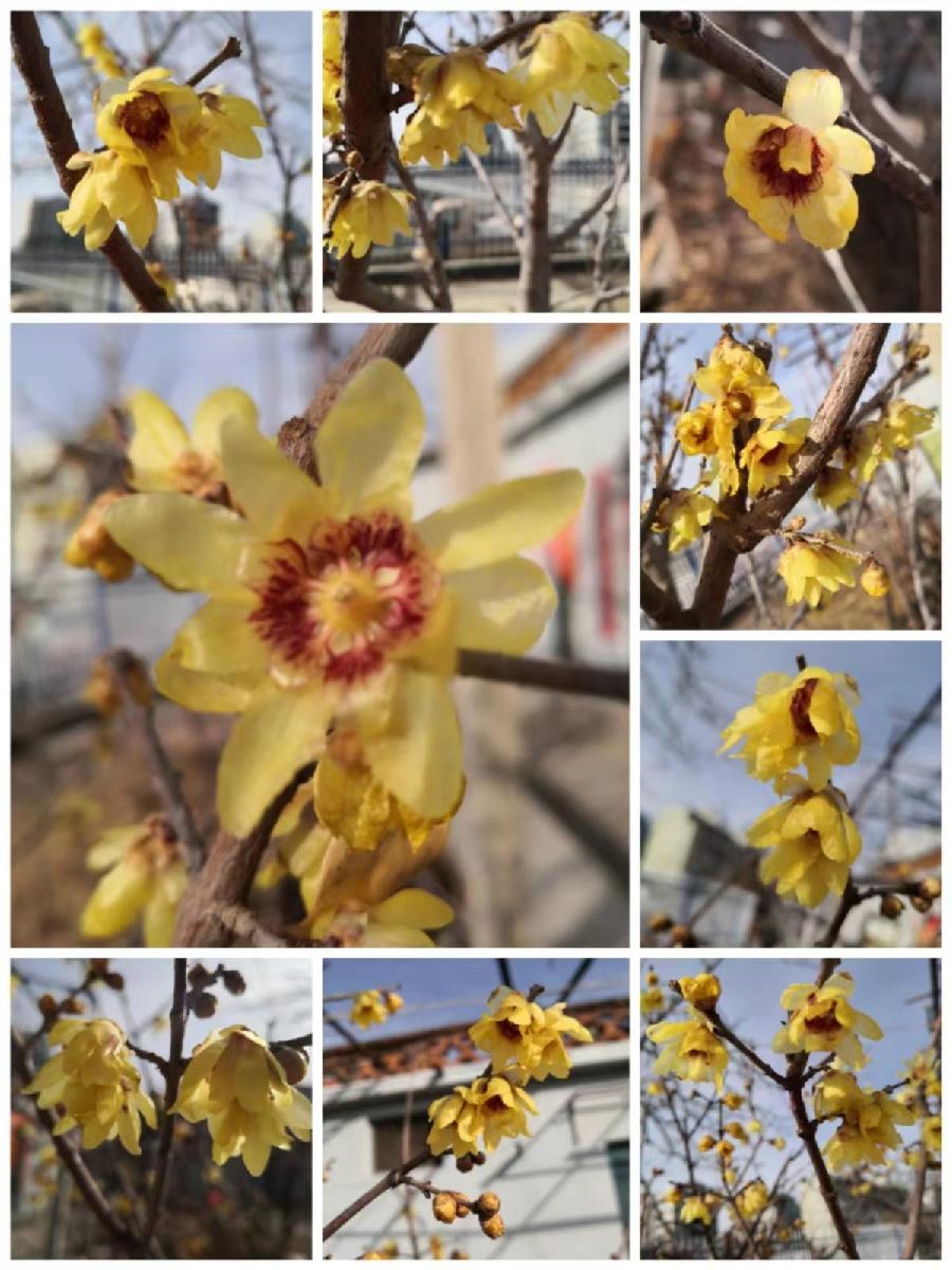《九江文学社：北京头条》著名艺术家沈志昂先生美篇集粹欣赏（图9）