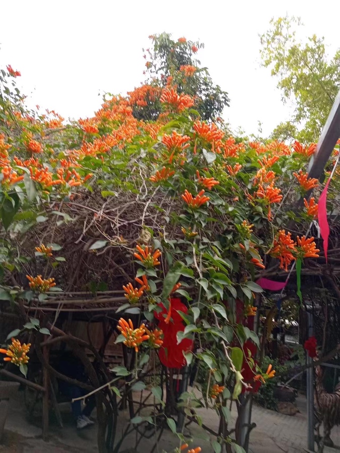 炮仗花（图8）