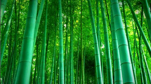 夏天（图3）