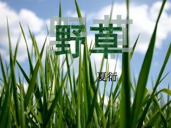 徐朝阳倾情诵读《野草》（图2）