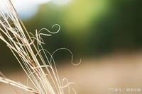 徐朝阳倾情诵读《野草》（图5）