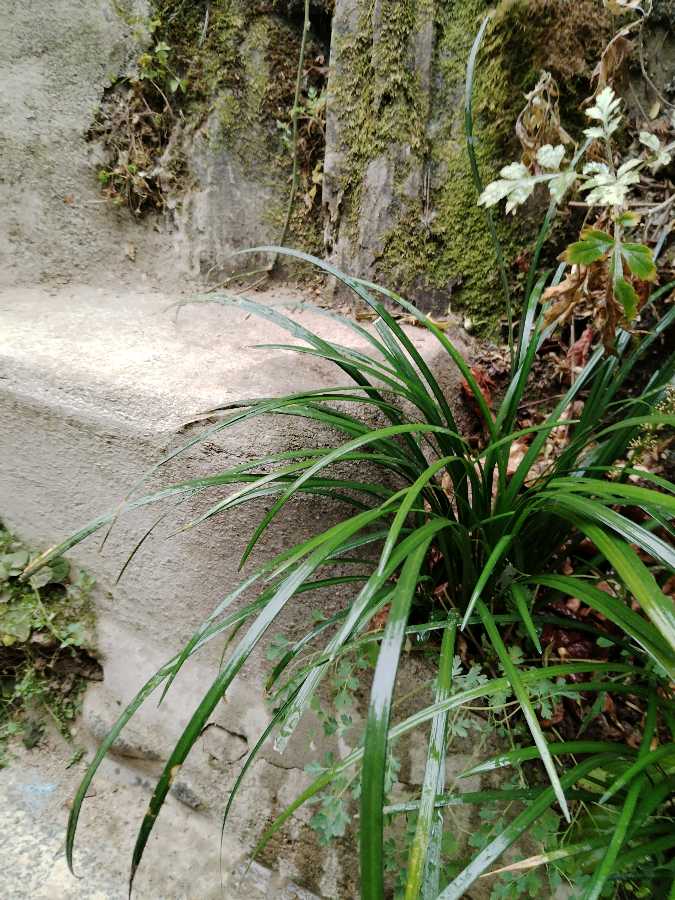 兔年龙抬头