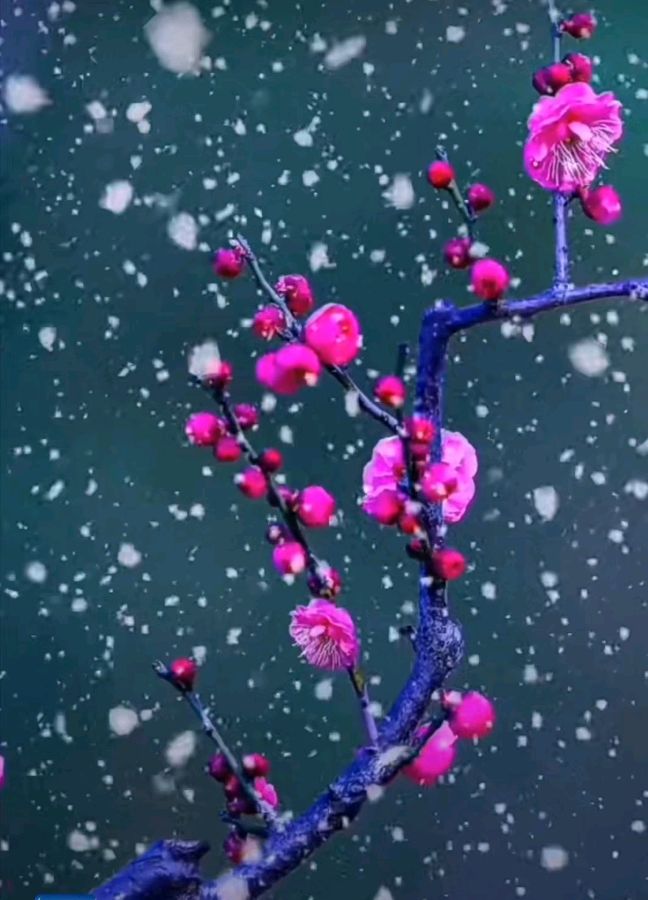 献给春天 作者 张德群 京津沪头条（图3）