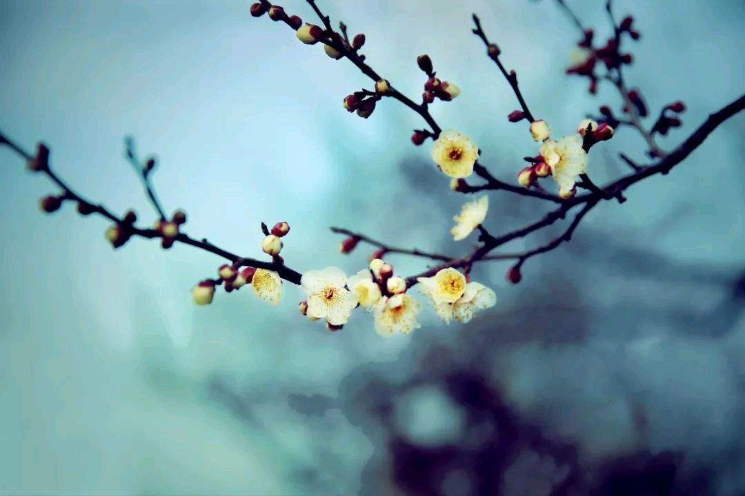 又是一年二月二（外三首）王香谷（悉尼）【冰心文化传媒】（图4）