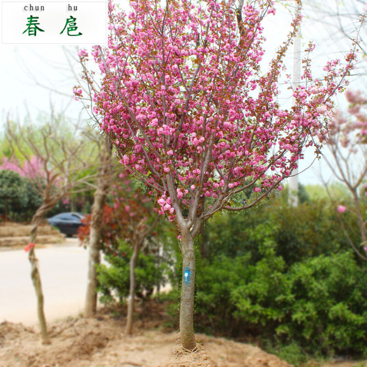 【神州源流诗苑】第879期[优秀近体诗]周刊（图12）