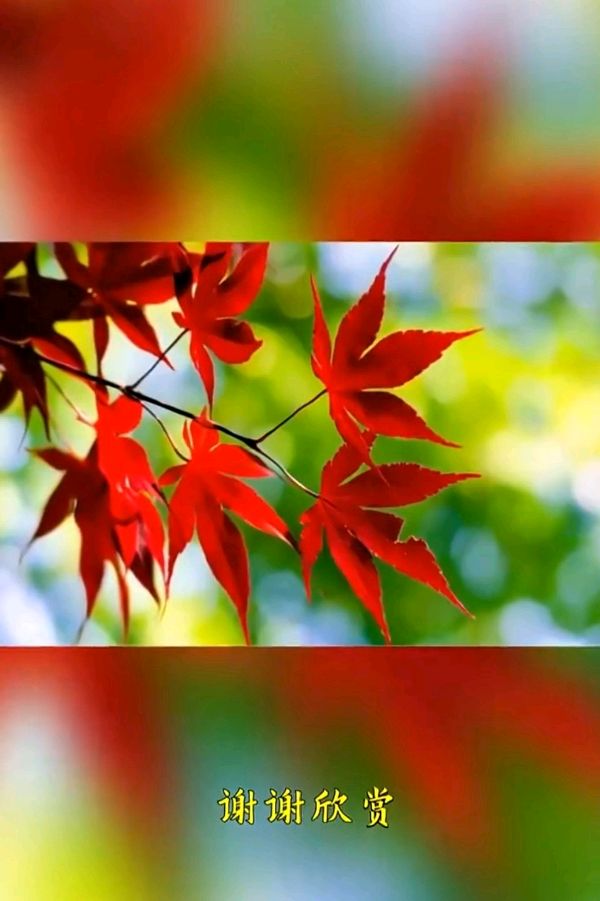 格律诗词精选编辑雪松主编王维宪20230222(图19)