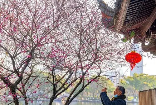 若梅花开/寒冬随风去 暖阳送春归