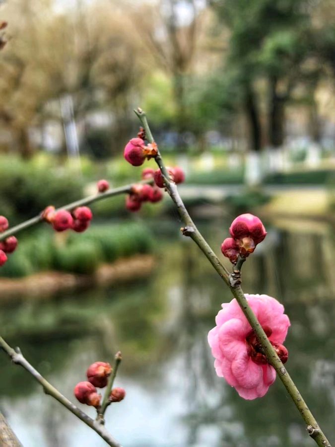 格律诗词精选编辑雪松主编王维宪20230222(图64)