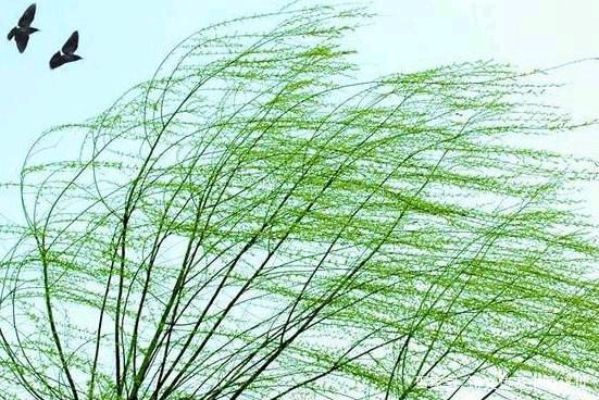 【新山东文学社】《又到春风吹又生》作者/迎夏 主播/远方（图3）