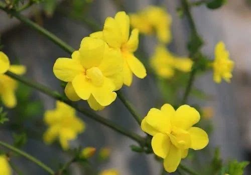 阳光朗诵【我在春天里歌唱】作者/春风（图4）