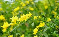 舒云朗诵【向冬季告别】作者/雷金钟（图8）