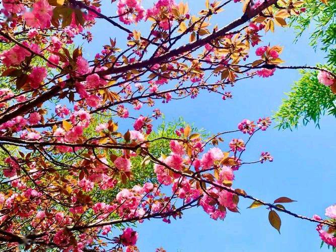 【新山东文学社】《轩窗外那一抹春光》作者/张秀祥 主播/苏宁（图5）
