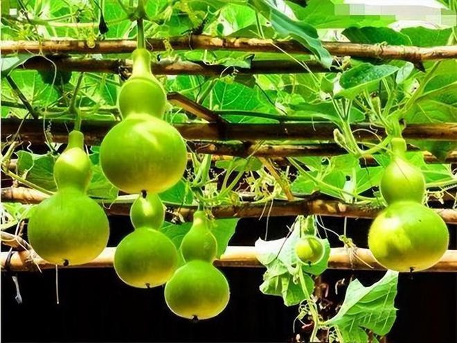 弘华朗诵【棚架下的葫芦花】作者/刘伙力（图9）