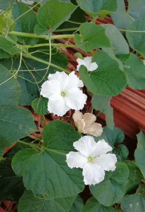 弘华朗诵【棚架下的葫芦花】作者/刘伙力（图5）