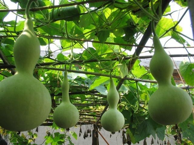弘华朗诵【棚架下的葫芦花】作者/刘伙力（图7）