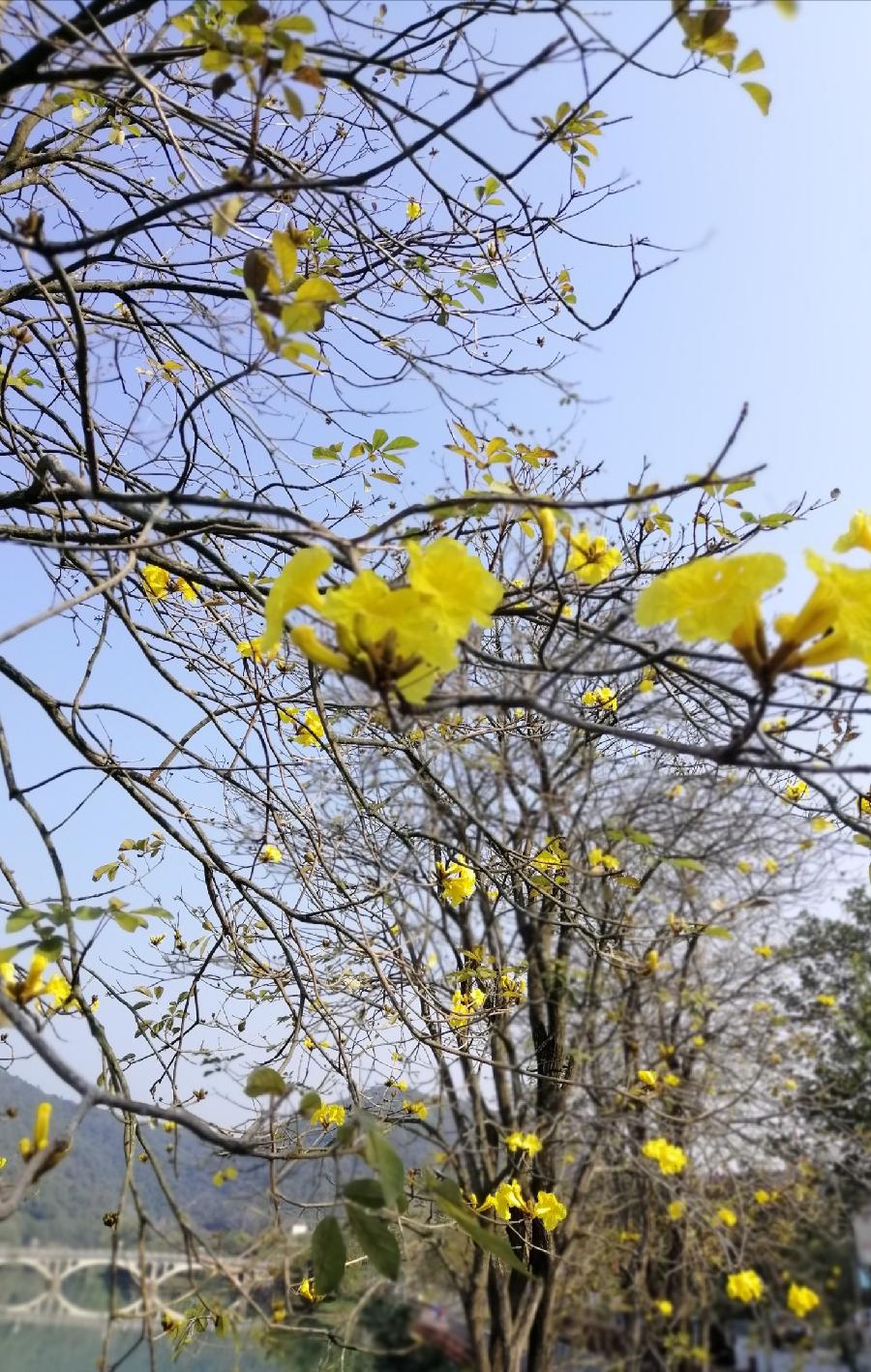 五律 又见黄花开 文／江冲（图3）