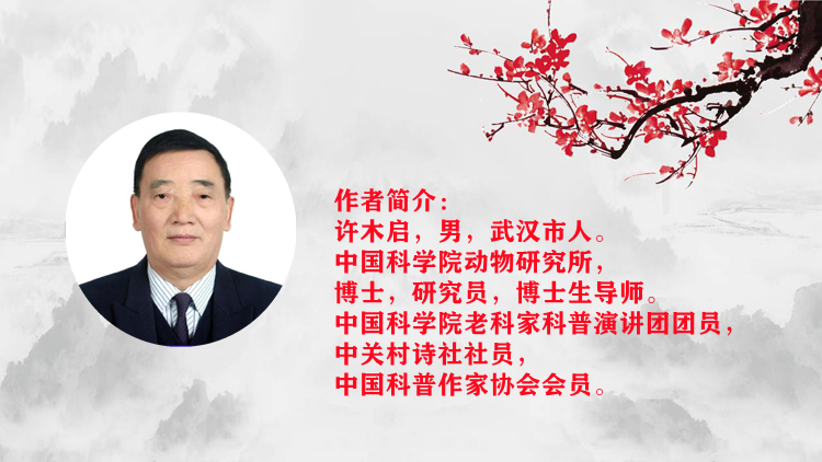 经典合诵‖【你是青藏高原一只雄鹰】作者/许木启 合诵/北京启航朗诵艺术团 音频合成/京果（图2）