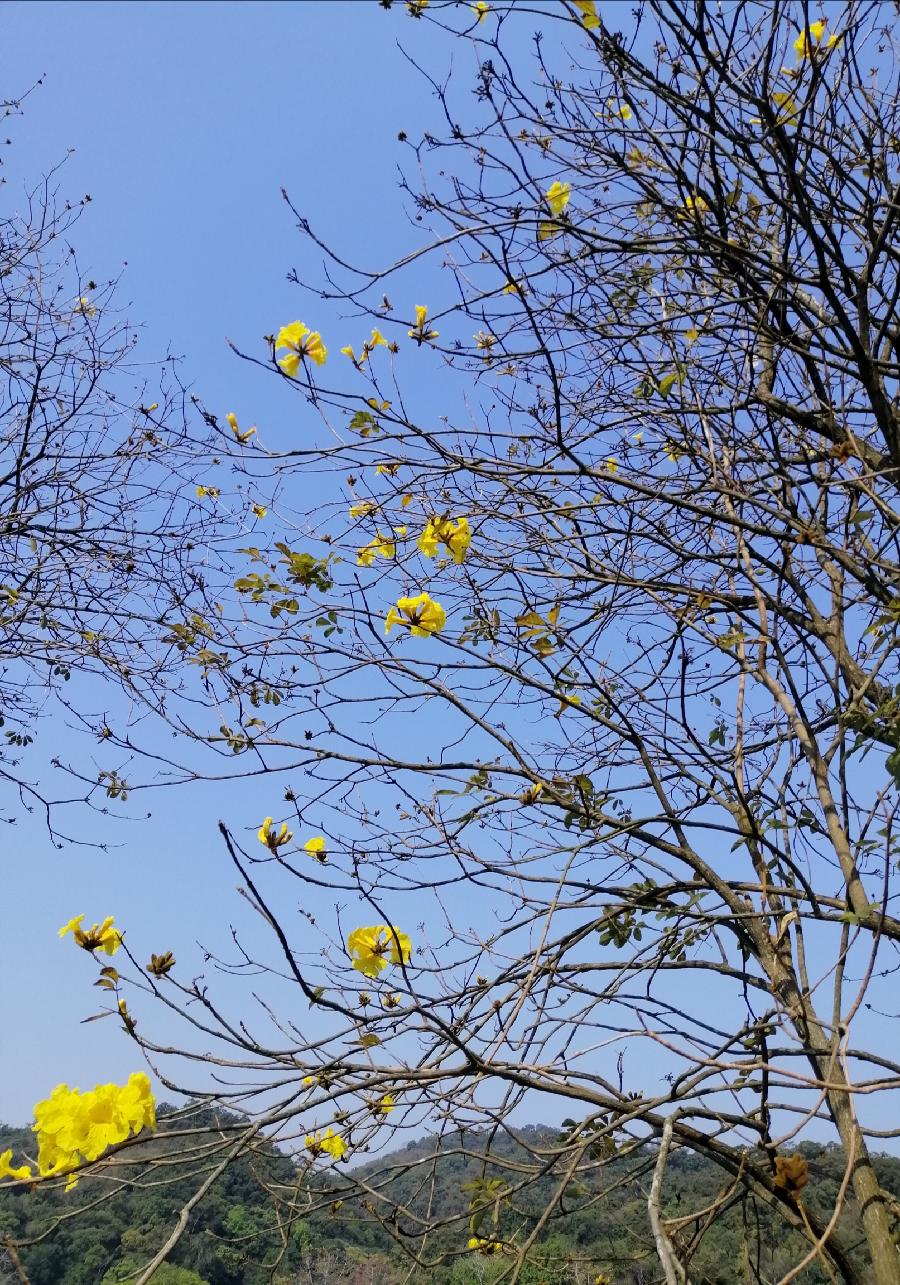 五律 又见黄花开 文／江冲（图6）
