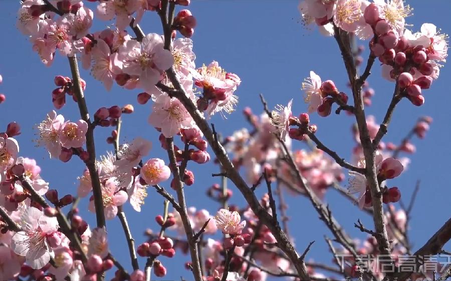 星火诗社350期微刊《人面桃花相映红》(图6)