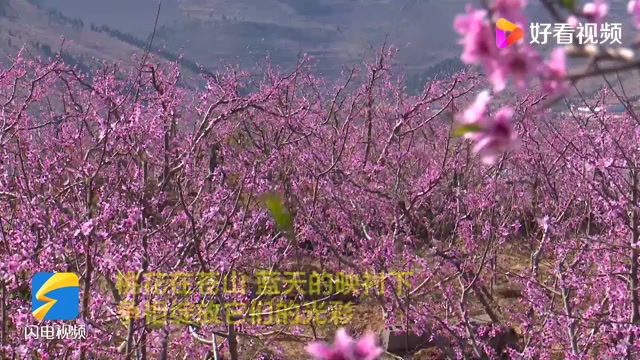 星火诗社350期微刊《人面桃花相映红》(图19)