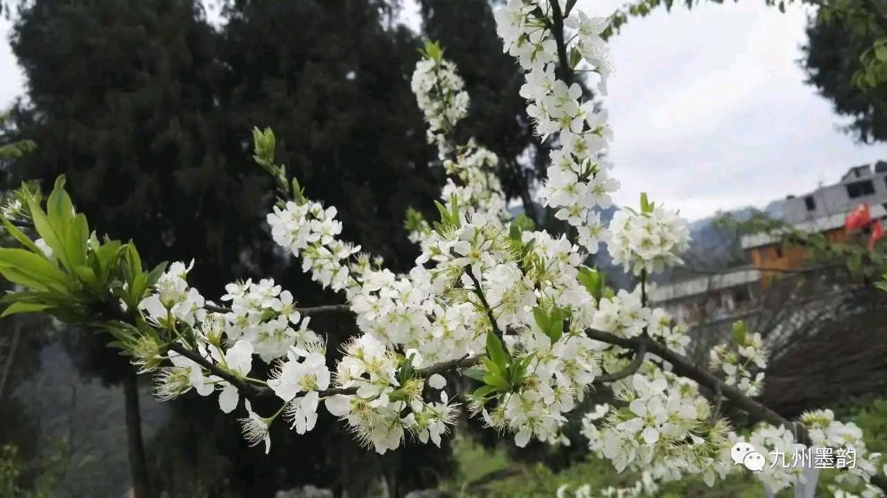 【华夏周刊】第130期诗友合辑