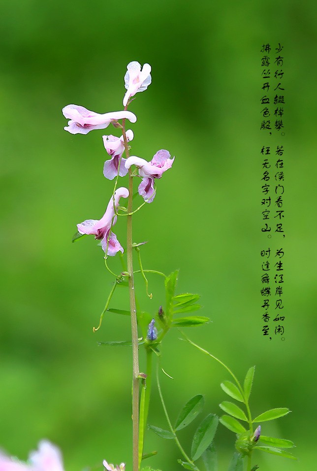 五彩云霞朗诵【我想在一首诗里过年】作者/中天（图6）