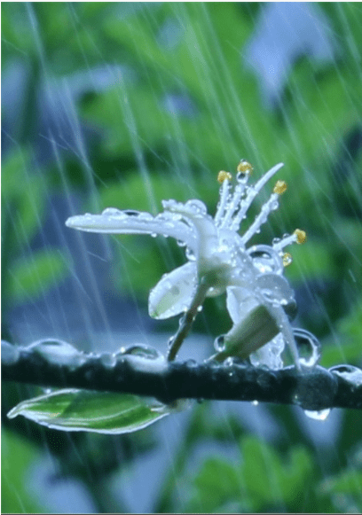 玫瑰伊人朗诵【春雨】作者/畔农（图4）