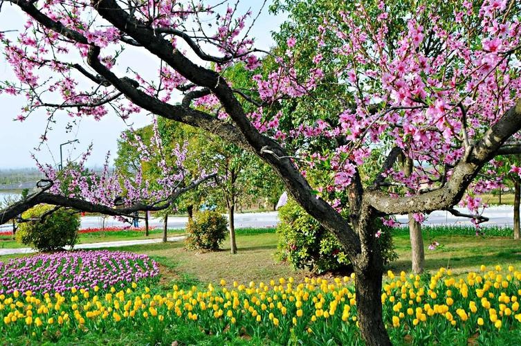 【经典推荐】鲁坡//迎春花开美如诗（图3）