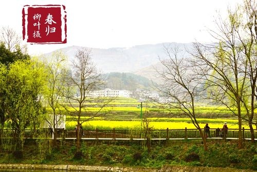 【经典推荐】昨夜天//摘一枝春归 与子偕老（图5）