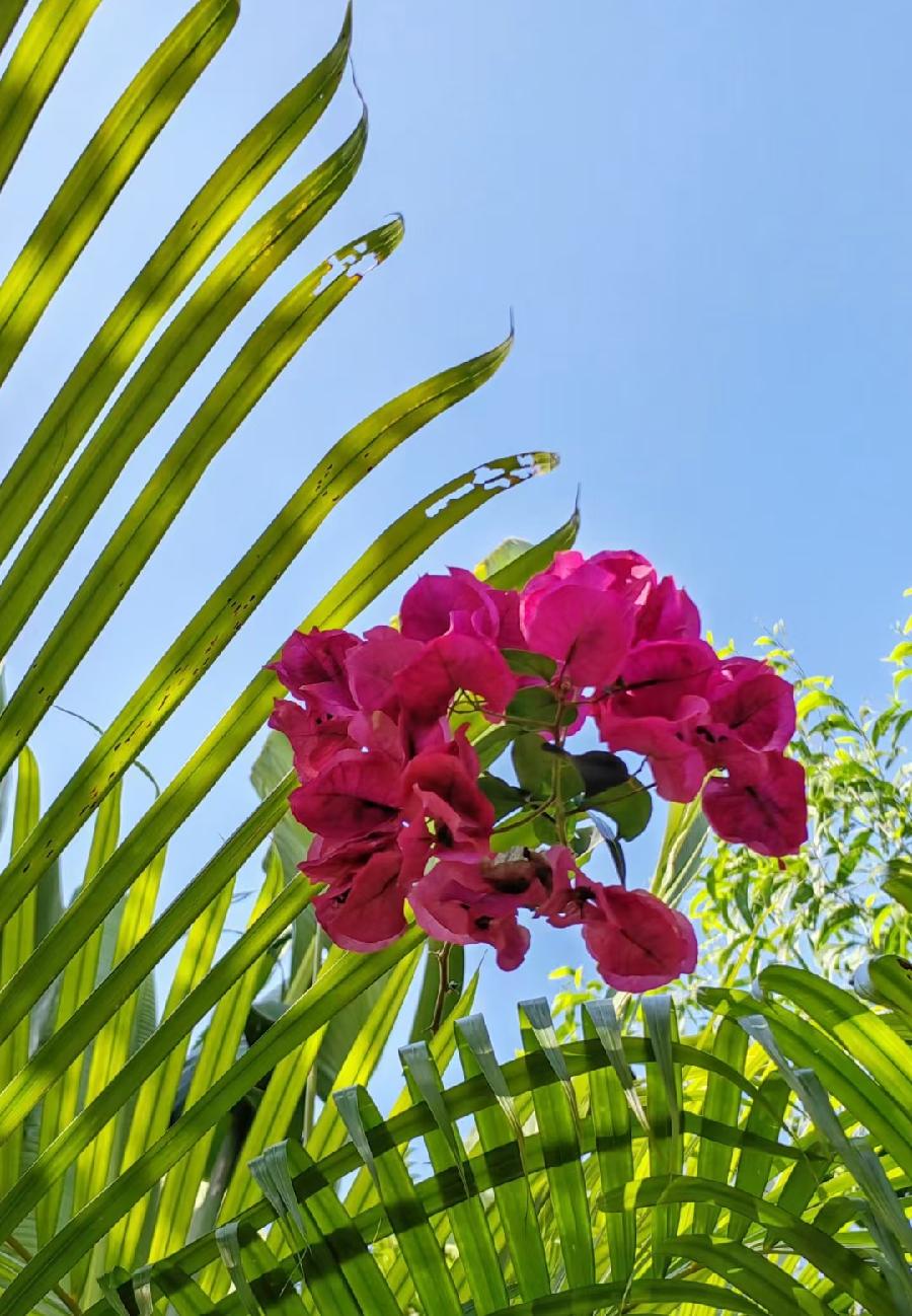 菊花朗诵【心灵驿站】作者/马文振(图8)