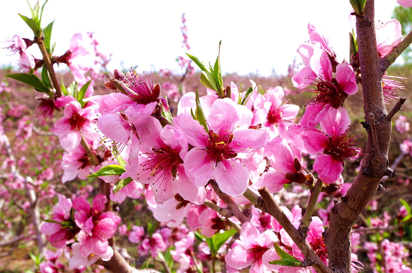 桃花缘（图5）