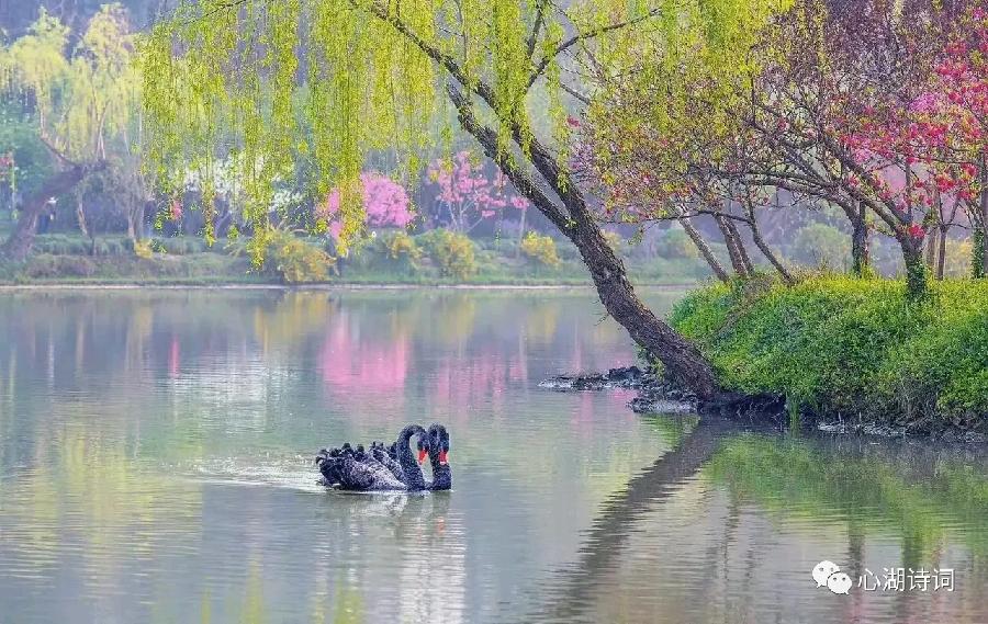 春景醉览◆宋名竞-西银/北京头条（图2）