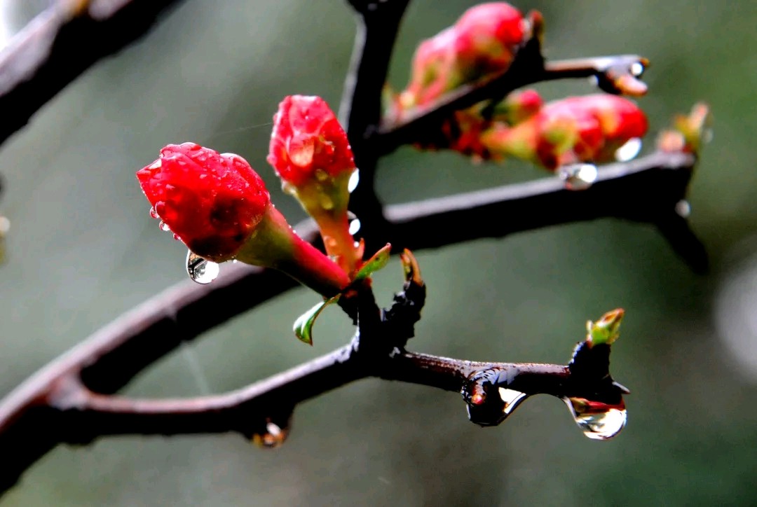 【春雨】焦作诗词学会·红叶诗社同题专辑(第37期)(图3)