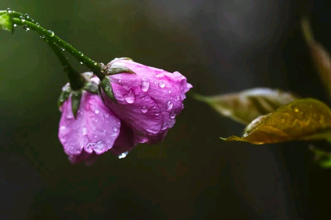 【春雨】焦作诗词学会·红叶诗社同题专辑(第37期)(图6)