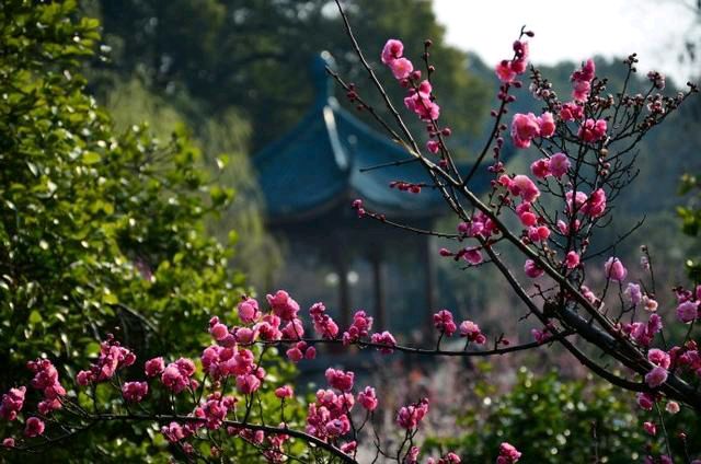 《赏梅》作者/关民 主播/沈堃 编辑/胡琴(图2)