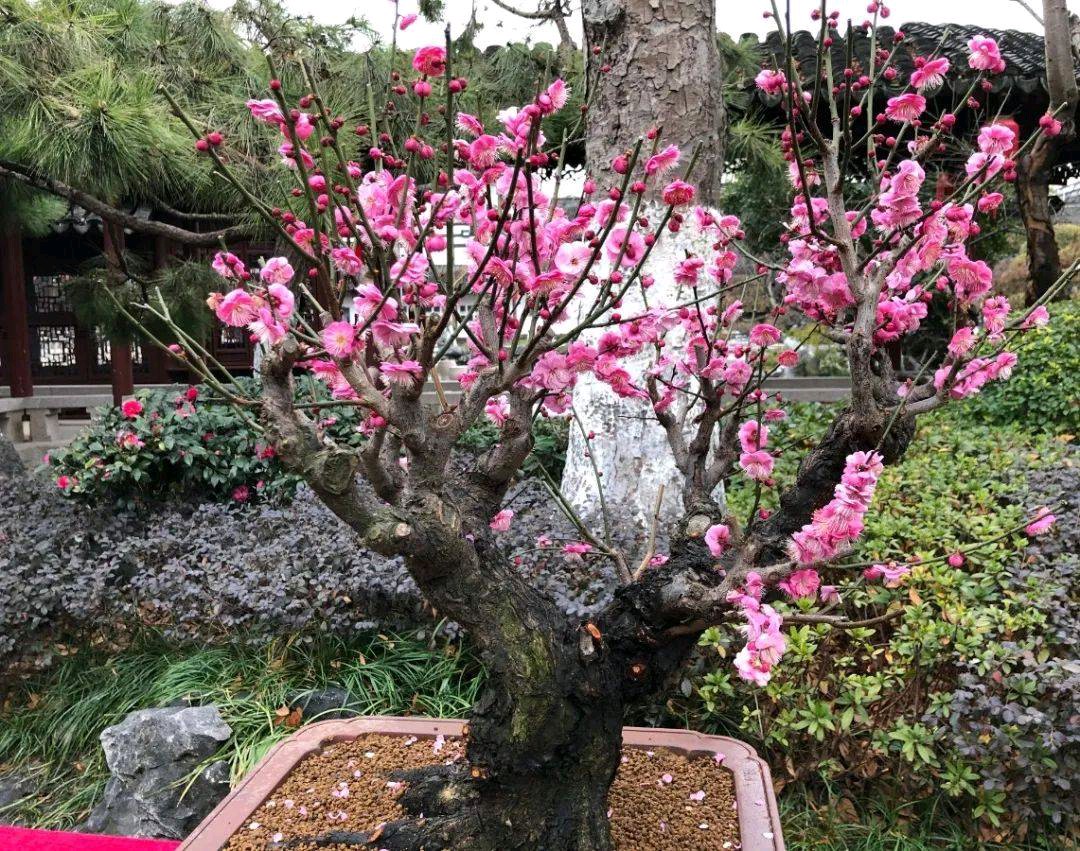 《赏梅》作者/关民 主播/沈堃 编辑/胡琴(图5)