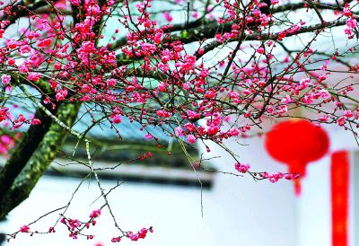 《赏梅》作者/关民 主播/沈堃 编辑/胡琴(图7)