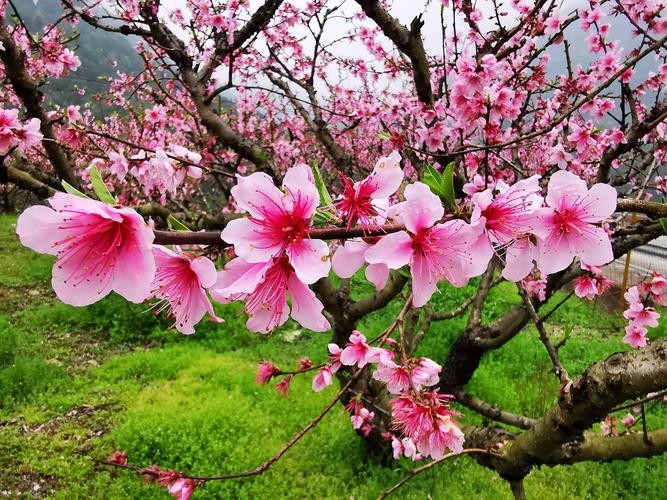 【经典推荐】田亮只老师//三月风在吹｛欣赏｝（图3）