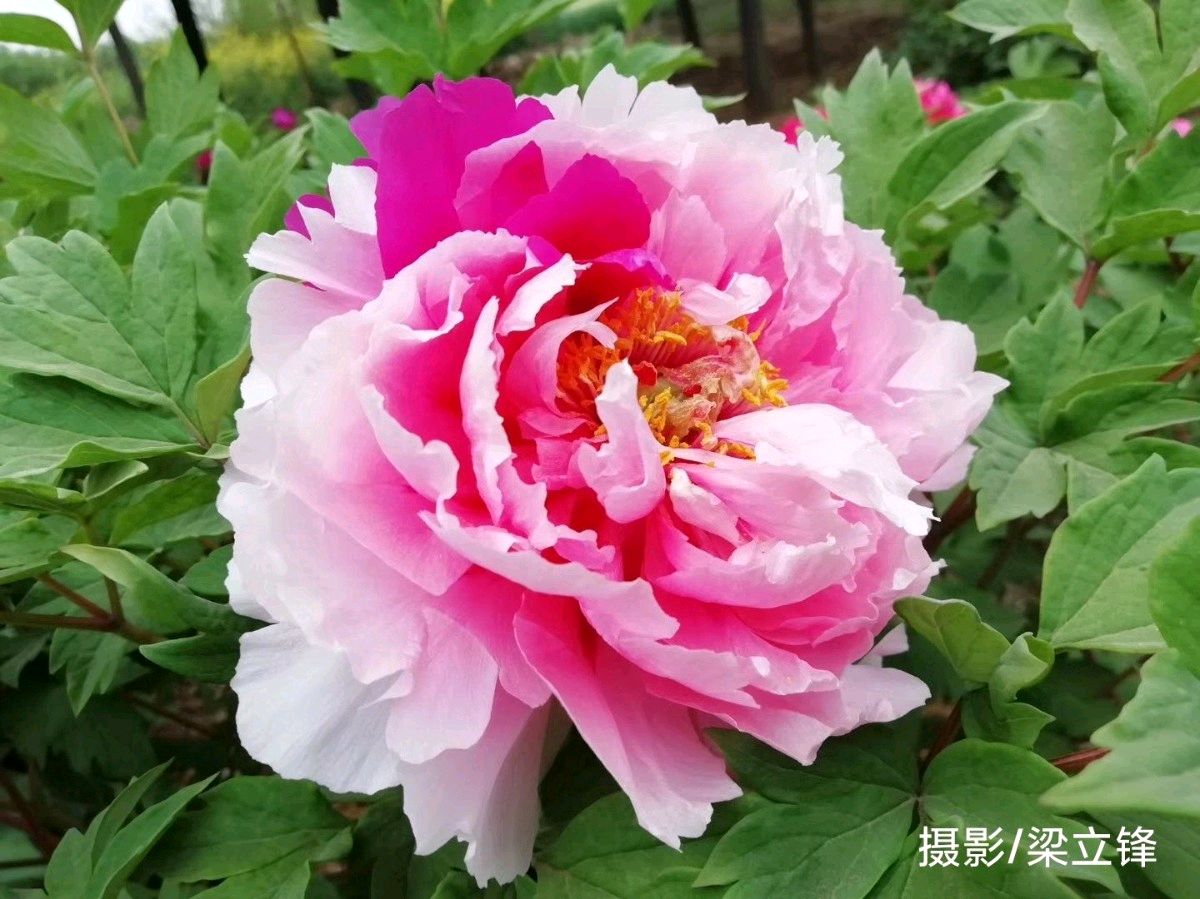 临江仙·春花春月人间中 原作/梁立锋（图7）