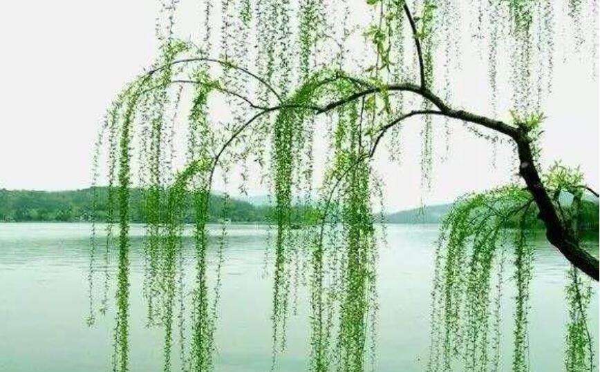 五律 龙湾景区游（外四首）文／张昕（图3）