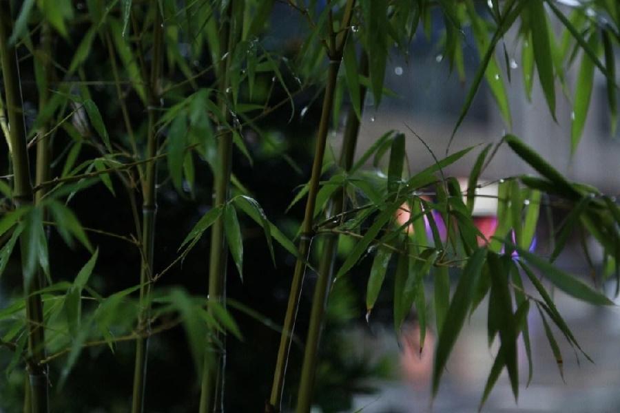 牛丽君朗诵【二十四节气系列小知识~惊蛰】文字整理/牛丽君(图4)