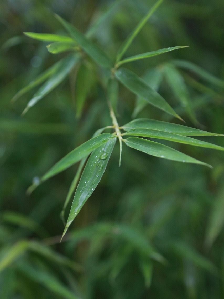 牛丽君朗诵【二十四节气系列小知识~惊蛰】文字整理/牛丽君(图10)